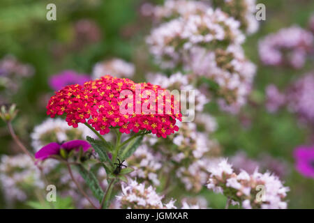 L'Achillea millefolium et thym floraison dans une frontière. De plus en plus d'achillée dans le jardin. Banque D'Images