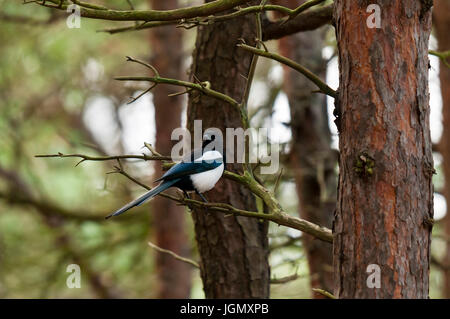 Un adulte (magpie Pica pica) perché sur un pin à Formby sur Merseyside. Décembre. Banque D'Images