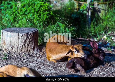 Lying brown cameroun (Ovis aries) avec la tête noire sur une branche de lapin (Oryctolagus cuniculus f. domesticus) près d'une souche d'arbre. Banque D'Images