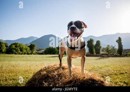 American Staffordshire Bull Terrier chien domestique debout sur la paille haycock, campagne terrain vert, l'été fond coucher du soleil Banque D'Images