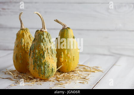 Warty vert sur blanc citrouilles x625 Banque D'Images