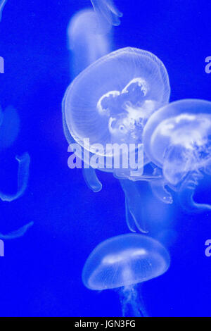 Méduses dans un aquarium bleu Banque D'Images