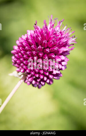 Close up of a pink en forme d'oeuf Allium Sphaerocephalon capitule dans un jardin de soleil Banque D'Images