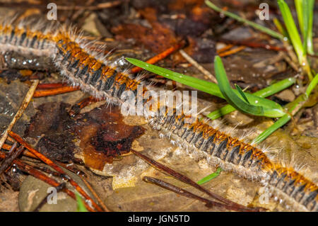 La chenille processionnaire du pin (Thaumetopoea pityocampa) marcher dans une rangée sur le sol forestier, Berga, Catalogne Banque D'Images