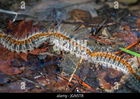 La chenille processionnaire du pin (Thaumetopoea pityocampa) marcher dans une rangée sur le sol forestier, Berga, Catalogne Banque D'Images