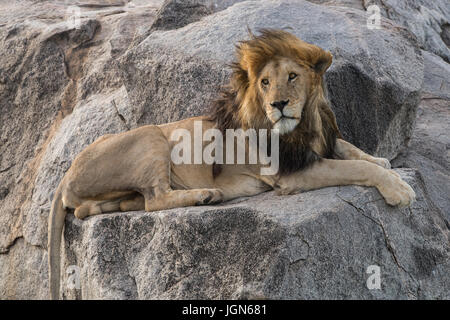 Le lion mâle kopje, Serengeti National Park, Tanzania Banque D'Images