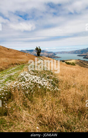 L'herbe et fleurs sauvages sur une colline surplombant le port naturel d'Akaroa, île du Sud, Nouvelle-Zélande Banque D'Images