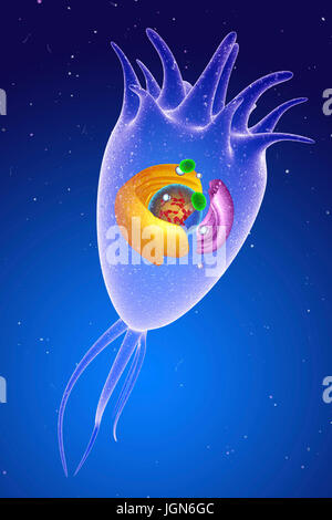 Illustration d'un ependymal cellule, montrant sa structure interne. Les cellules gliales sont Ependymal (soutien) cellules qui forment l'épithélium du cerveau et de la moelle épinière. Ils sécrètent le liquide céphalorachidien (LCR) et le distribuer en battant des cils (en haut à droite) à leur surface. Banque D'Images