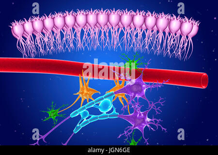 Les tissus nerveux du cerveau, de l'illustration. Vu ependymal voici les cellules (rose), un capillaire (rouge), les astrocytes (vert), les microglies (orange) et deux cellules nerveuses (violet) avec des gaines de myéline (bleu clair) sur leurs axones. Banque D'Images