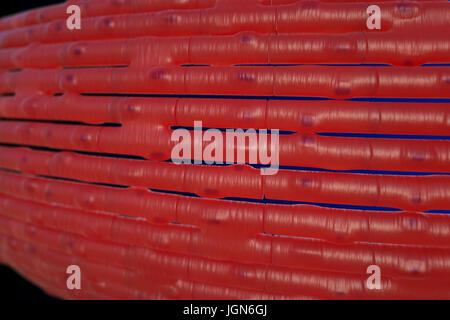 Illustration des fibres du muscle cardiaque. Le muscle cardiaque est sous contrôle subconscient et contrats en permanence pour pomper le sang autour du corps sans se fatiguer. Banque D'Images