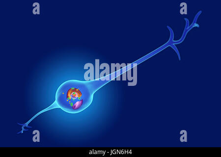 Une cellule gliale montrant sa structure interne. Les cellules gliales fournissent l'appui pour les neurones (cellules nerveuses). Banque D'Images