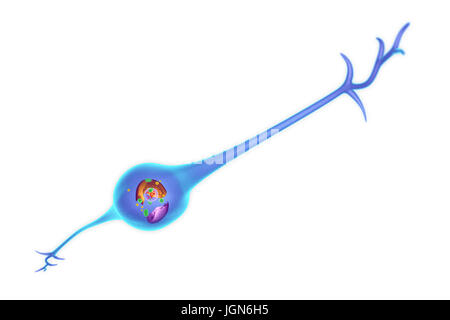 Une cellule gliale montrant sa structure interne. Les cellules gliales fournissent l'appui pour les neurones (cellules nerveuses). Banque D'Images