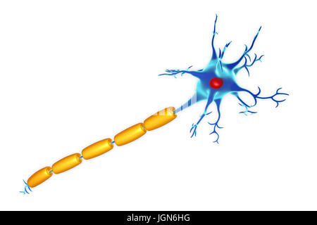 Illustration d'une cellule nerveuse (neurone) avec une gaine de myéline (jaune) autour de son axone. Banque D'Images