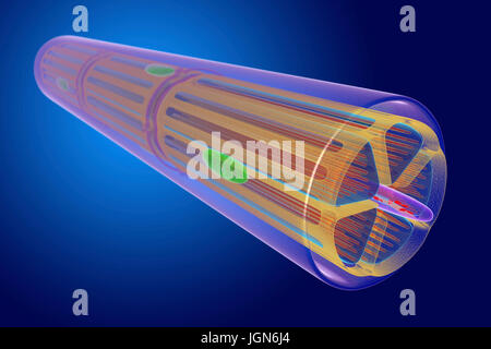 Le muscle squelettique, illustration. Le muscle est entouré de tissu conjonctif epimysium (transparent), qui forme le tendon qui attache le muscle à l'os. Les faisceaux de fibres musculaires (rouge) sont entourés de tissu conjonctif perimysium (jaune). Banque D'Images