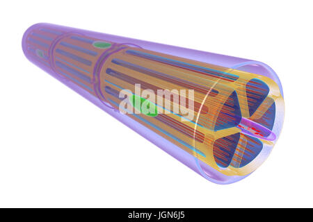 Le muscle squelettique, illustration. Le muscle est entouré de tissu conjonctif epimysium (violet), qui forme le tendon qui attache le muscle à l'os. Les faisceaux de fibres musculaires (rouge) sont entourés de tissu conjonctif perimysium (jaune). Banque D'Images