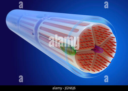 Le muscle squelettique, illustration. Le muscle est entouré de tissu conjonctif epimysium (transparent), qui forme le tendon qui attache le muscle à l'os. Les faisceaux de fibres musculaires (rouge) sont entourés de tissu conjonctif perimysium (jaune). Banque D'Images