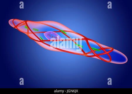 La cellule musculaire lisse détendu, illustration. Ce muscle lines les vaisseaux sanguins, l'appareil digestif et l'appareil génito-urinaire. Banque D'Images