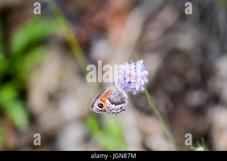 Papillon orange posés sur fond de fleurs de mauve dans la région du Trentin-Haut-Adige Banque D'Images