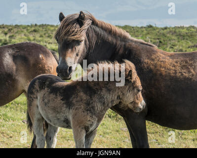 Poneys Exmoor, Dunkery Beacon, Exmoor Banque D'Images