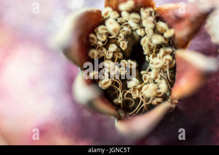 Plan macro sur une belle fleur de grenade a fleuri Banque D'Images