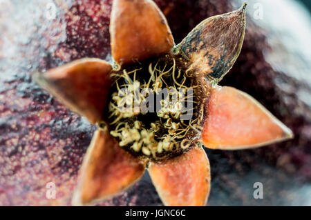 Plan macro sur une belle fleur de grenade a fleuri Banque D'Images