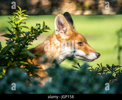 Gros plan du renard urbain, Vulpes, vulpes, dans le jardin de Londres vu à travers les buissons, Angleterre, Royaume-Uni Banque D'Images