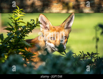 Gros plan du renard urbain, Vulpes, vulpes, dans le jardin de Londres vu à travers les buissons, Angleterre, Royaume-Uni Banque D'Images