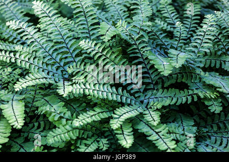 Adiantum pedatum - Le Nord de l'adiante cheveux-de-Vénus, cinq doigts, feuilles de juillet Banque D'Images