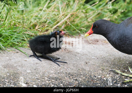 Gallinules poule-d'eau (Gallinula chloropus), jeune animal est nourri, de l'Ems, Basse-Saxe, Allemagne Banque D'Images