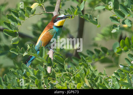 Guêpier d'Europe (Merops apiaster) assis sur la branche d'un acacia, avec ponderosa dans le bec, Bade-Wurtemberg, Allemagne Banque D'Images