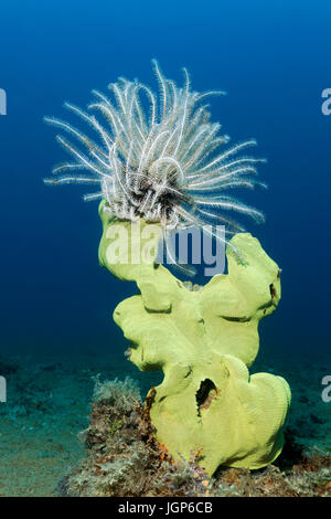 Feather star (Comaster alternans) assis sur oreille d'éponge (Ianthella basta), jaune, Palawan, Mimaropa, Sulu lake Banque D'Images