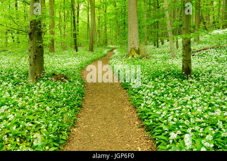 Sentier de randonnée qui serpente dans la forêt hêtre naturel, la floraison Ramsom (Allium ursinum), UNESCO du patrimoine mondial naturel Banque D'Images