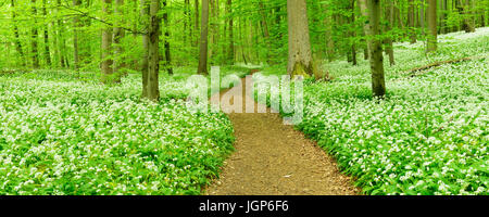 Sentier de randonnée qui serpente dans la forêt hêtre naturel, la floraison Ramsom (Allium ursinum), UNESCO du patrimoine mondial naturel Banque D'Images