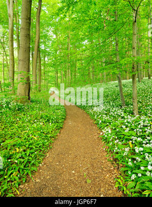 Sentier de randonnée qui serpente dans la forêt hêtre naturel, la floraison Ramsom (Allium ursinum), UNESCO du patrimoine mondial naturel Banque D'Images