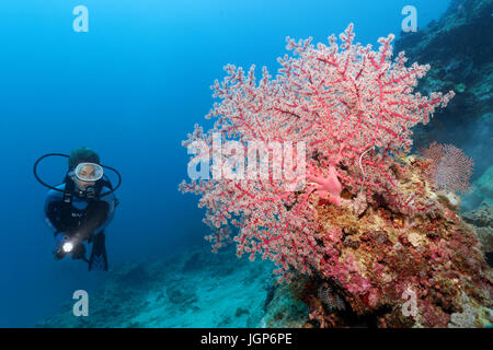 Plongeur à la fleur de cerisier au corail (Siphonogorgia godeffroyi) escarpement au coral reef, Palawan, Mimaropa, Sulu Lake Banque D'Images
