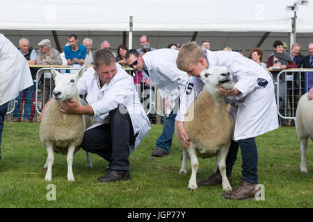 Juger en tenant un bon regard à moutons Cheviot au Royal Highland Show, Édimbourg, Écosse, Royaume-Uni Banque D'Images