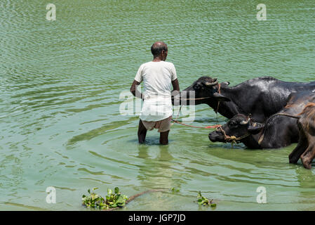 Les gens leur nettoyage buffalo dans un étang local dans leur village Banque D'Images