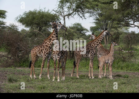 Famille girafe groupe, Tanzanie Banque D'Images