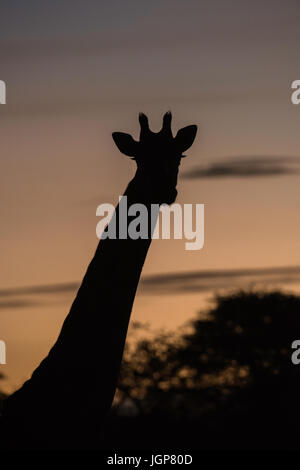 Girafe au lever du soleil, en Tanzanie Banque D'Images