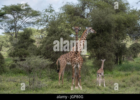 Avec la famille, nouveau-né girafe Tanzanie Banque D'Images