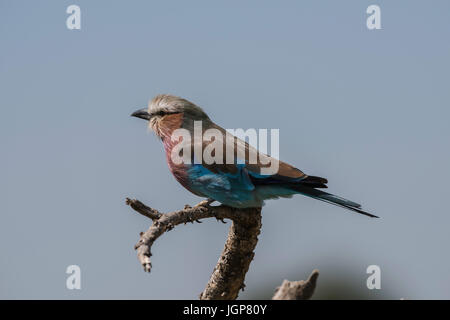 Lilac-breasted roller perché sur une branche, le Parc National du Serengeti, Tanzanie Banque D'Images