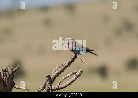 Lilac-breasted roller perché sur une branche, le Parc National du Serengeti, Tanzanie Banque D'Images