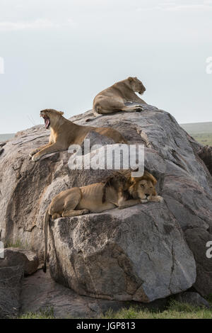 Lion et lionnes sur kopje, Serengeti National Park, Tanzania Banque D'Images