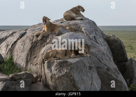 Lion et lionnes sur kopje, Serengeti National Park, Tanzania Banque D'Images