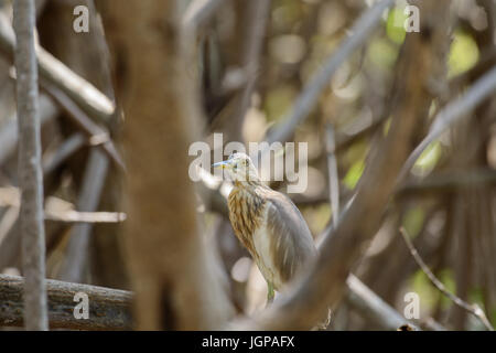 Crabier chinois Ardeola bacchus dans la mangrove. Banque D'Images
