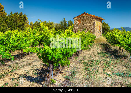 Paysage agricole avec des vignes et en pierre dans la Provence, près de Gordes, village touristique, France, Europe Banque D'Images