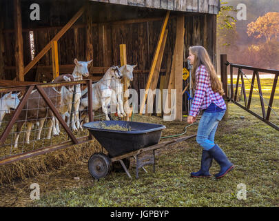 Les chèvres à la ferme, le jeune travailleuse apporte foin frais Banque D'Images