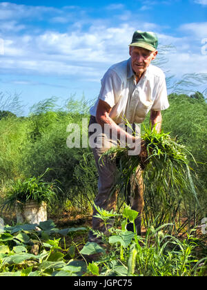 Agriculteur travaillant dans le secteur des Banque D'Images