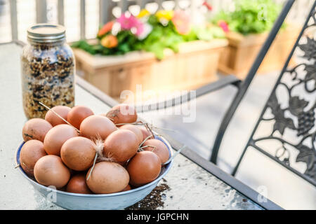 Un bol d'oeufs bruns d'une famille fraîchement récoltées chicken house Banque D'Images