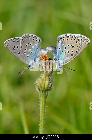 Grand Blue Butterfly Maculinea arion Accouplement - paire Banque D'Images